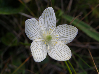 Parnassia glauca