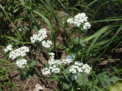 Parthenium integrifolium*