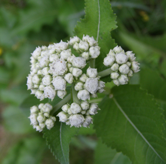 Parthenium integrifolium*