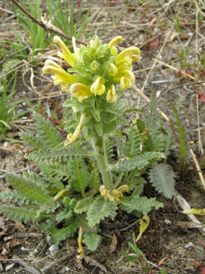 Pedicularis canadensis