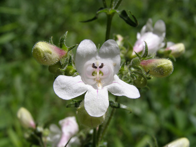 Penstemon digitalis