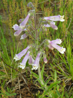 Penstemon hirsutus