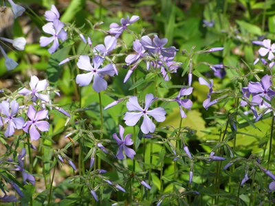 Phlox divaricata