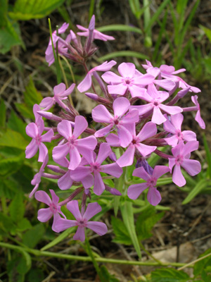 Phlox pilosa