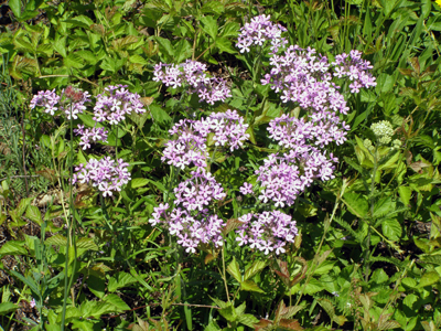 Phlox pilosa