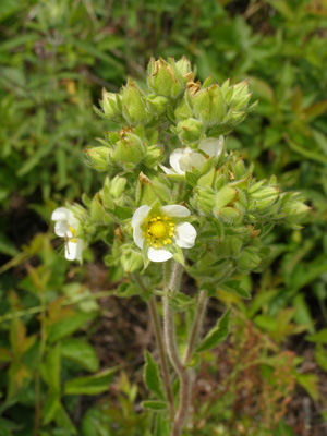 Potentilla arguta