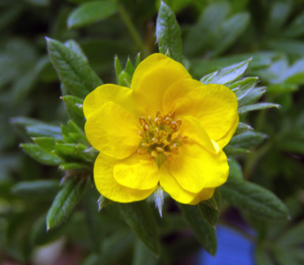 Potentilla fruticosa