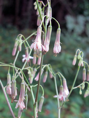 Prenanthes alba