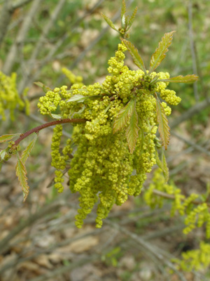 Quercus prinoides