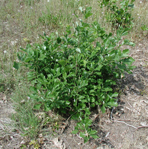 Quercus prinoides