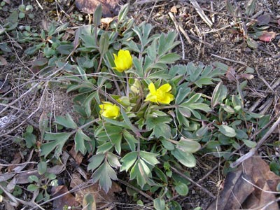 Ranunculus fascicularis