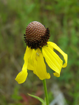 Ratibida pinnata