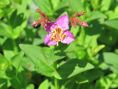 Rhexia virginica