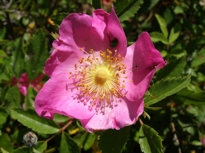 Rosa carolina