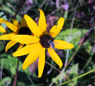 Rudbeckia fulgida