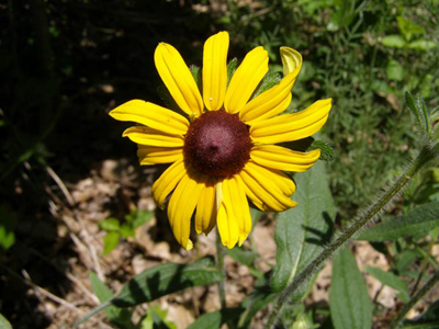 Rudbeckia hirta