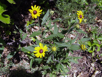 Rudbeckia hirta