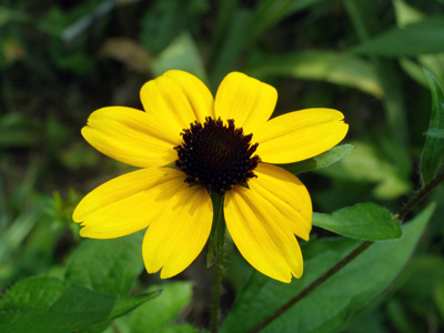 Rudbeckia triloba