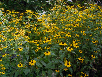 Rudbeckia triloba