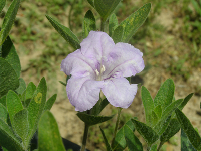 Ruellia humilis