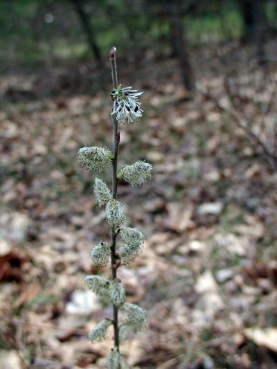 Salix humilis