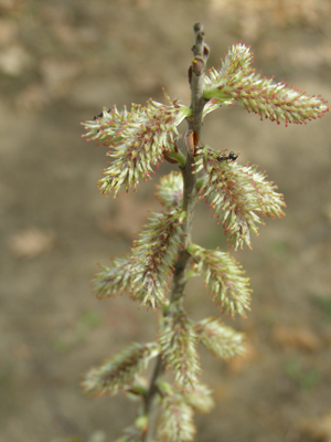 Salix humilis