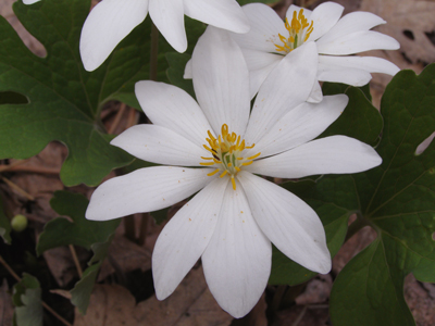 Sanguinaria canadensis