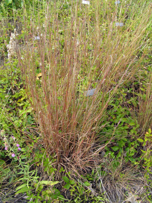 Schizachyrium scoparium