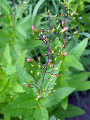 Scrophularia lanceolata