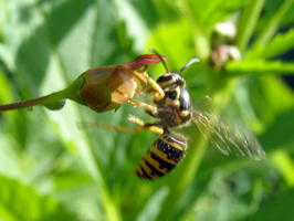 Scrophularia lanceolata