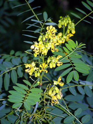 Senna hebecarpa