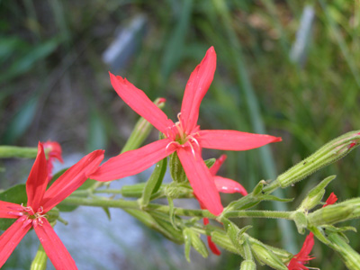 Silene regia*