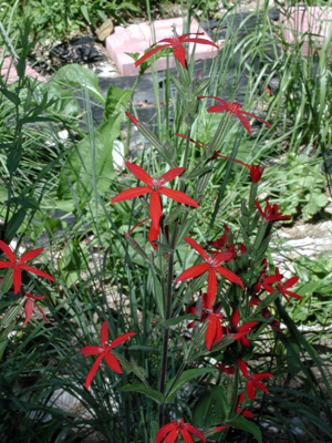 Silene regia*