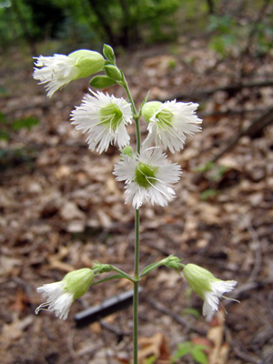 Silene stellata