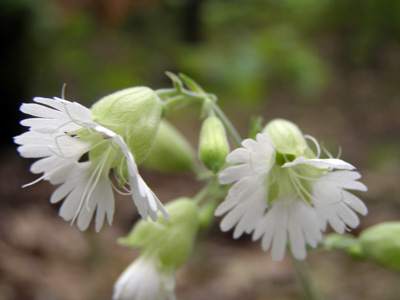 Silene stellata