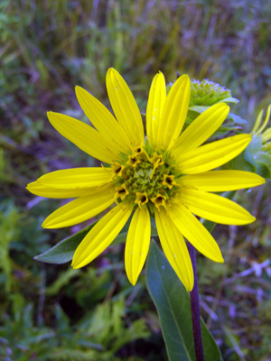 Silphium integrifolium