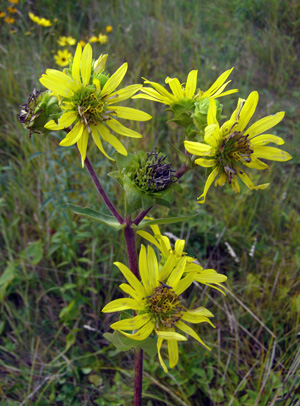 Silphium integrifolium