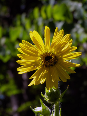 Silphium laciniatum