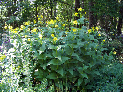 Silphium perfoliatum