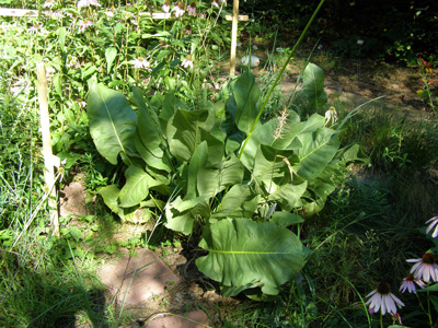 Silphium terebinthinaceum