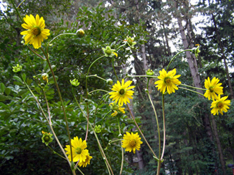 Silphium terebinthinaceum