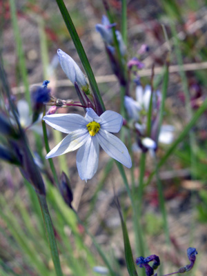 Sisyrinchium albidum