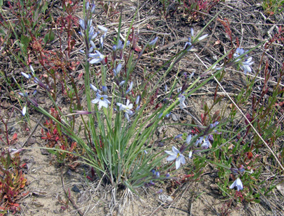 Sisyrinchium albidum