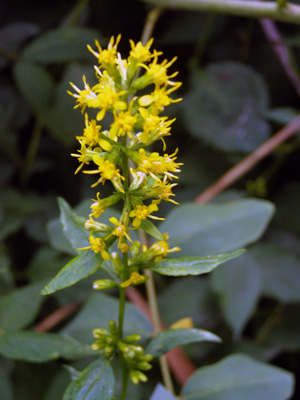 Solidago flexicaulis