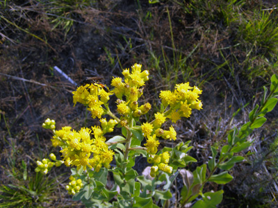 Solidago rigida