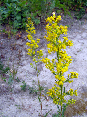 Solidago speciosa