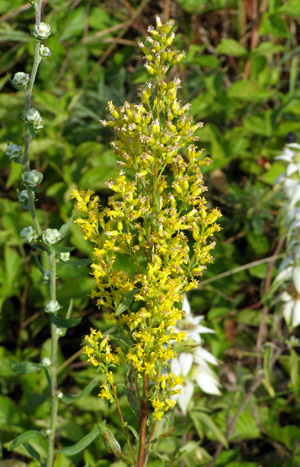 Solidago speciosa