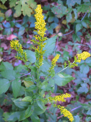 Solidago ulmifolia