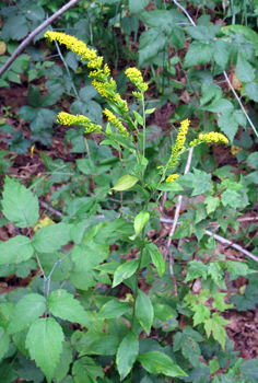 Solidago ulmifolia