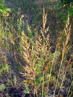 Sorghastrum nutans